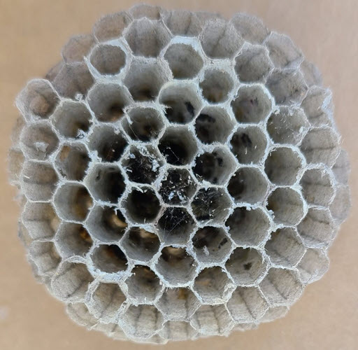 22-wasp_nest.jpg