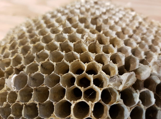 29-wasp-nest.jpg